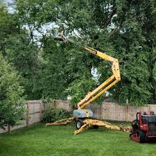 Best Tree Preservation Services  in Shackle Island, TN