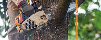 Best Tree Health Inspection  in Shackle Island, TN