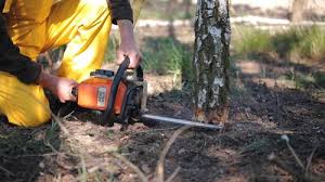 Best Tree Trimming and Pruning  in Shackle Island, TN