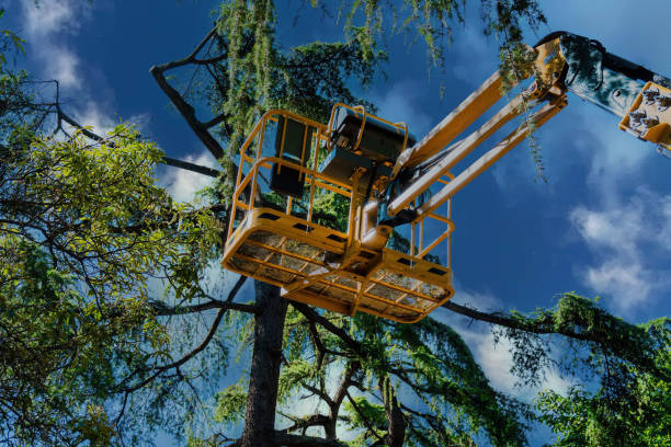 Best Tree Removal  in Shackle Island, TN