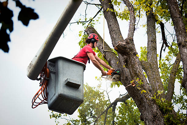 Best Utility Line Clearance  in Shackle Island, TN