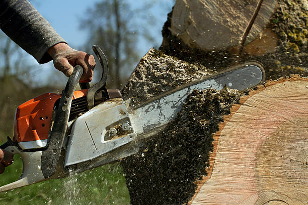 Best Fruit Tree Pruning  in Shackle Island, TN