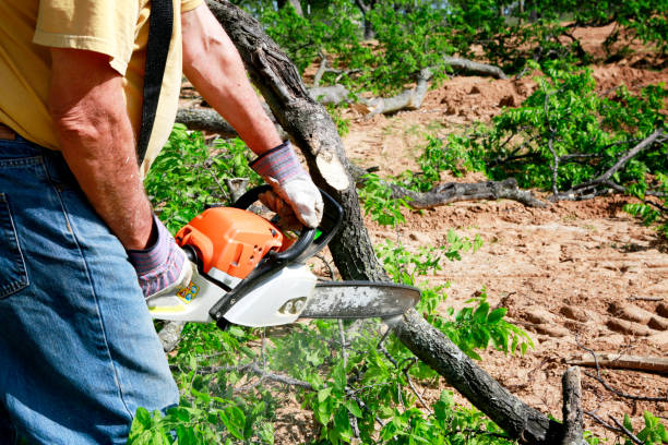 Best Tree Cabling and Bracing  in Shackle Island, TN